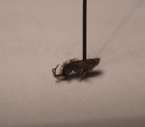Réf. 174 181 : Orchesella villosa