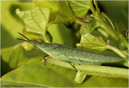 Atractomorpha sp.