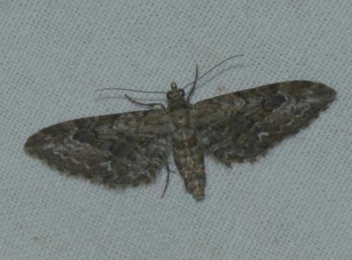Eupithecia sp.
