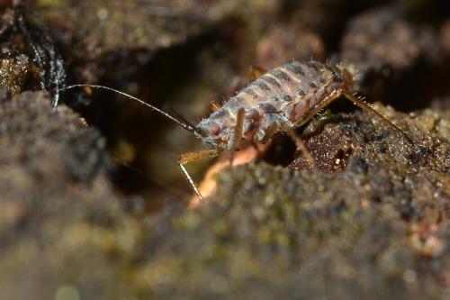 Réf. 174 583 : Euceraphis punctipennis