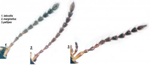 Tachinus divers
