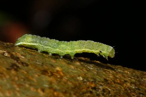 Réf. 174 824 : Phlogophora meticulosa