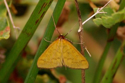 Réf. 174 162 : Mecyna flavalis
