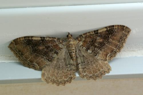 Hydria cervinalis