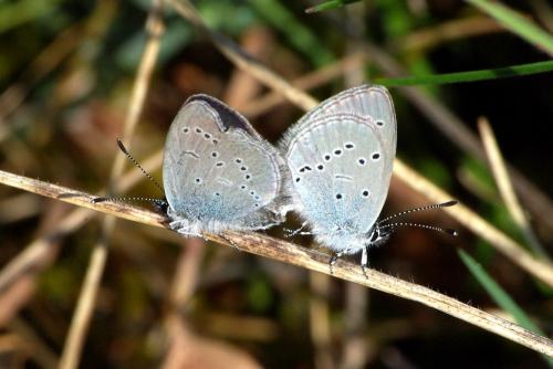 Cupido minimus