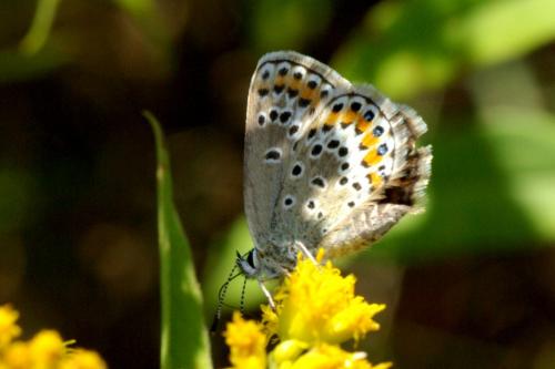 Plebejus argus