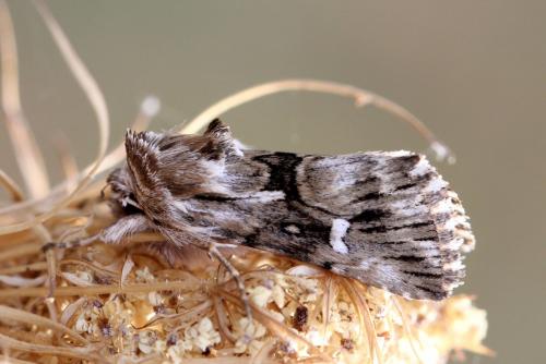 Calophasia lunula