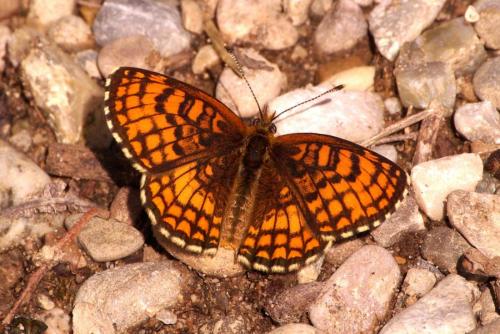 Réf. 174 175 : Melitaea parthenoides