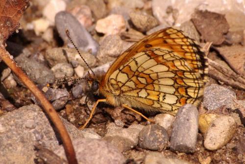 Melitaea parthenoides