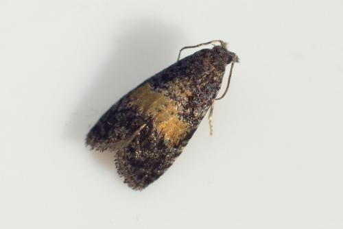 Endothenia nigricostana