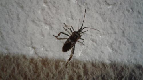 Leptoglossus occidentalis