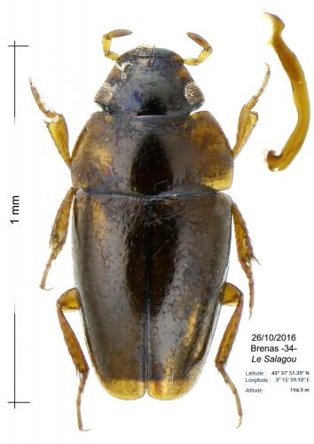 Limnebius oblongus