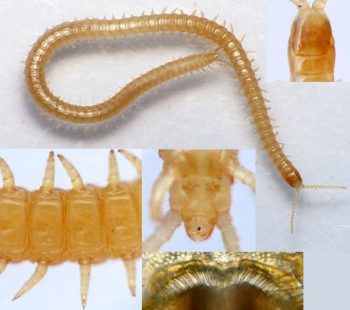 Réf. 174 092 : Stenotaenia linearis