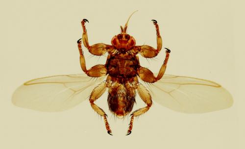 Réf. 174 895 : Lipoptena cervi