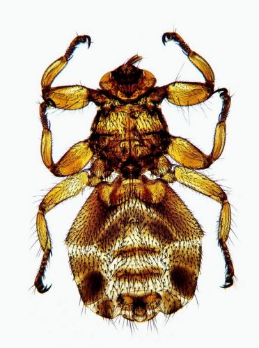 Lipoptena cervi