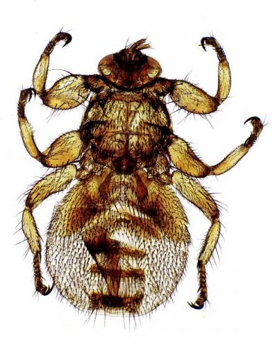 Lipoptena cervi