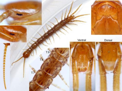 Lithobius aeruginosus