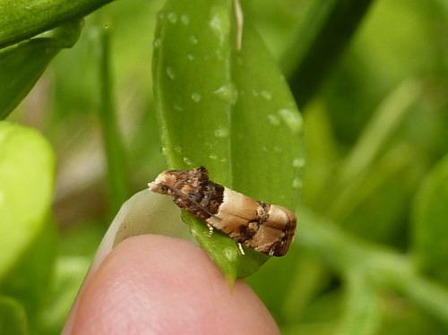 Réf. 174 433 : Lobesia bicinctana