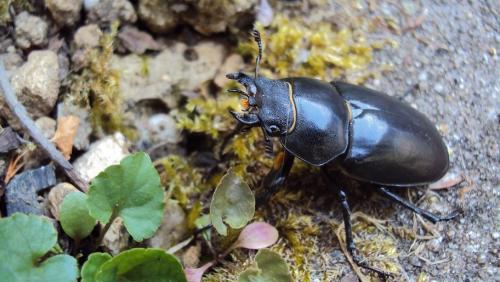 Lucanus cervus