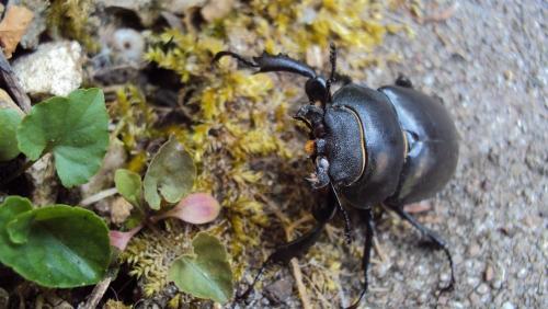 Lucanus cervus