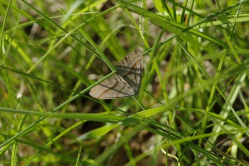 Scotopteryx (luridata-mucronata)
