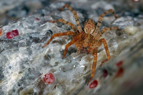 Zoropsis sp.
