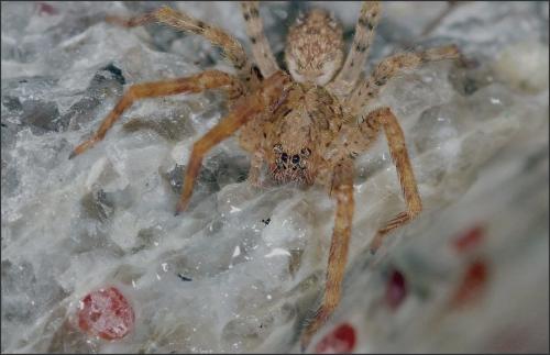 Zoropsis sp.