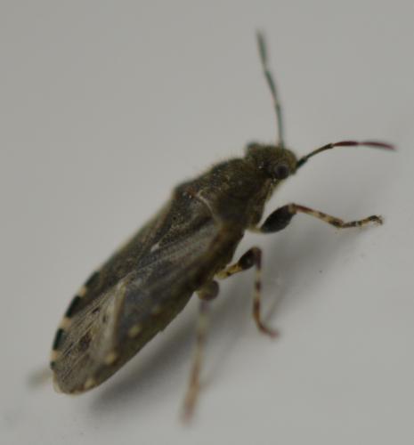 Heterogaster urticae