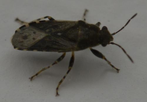 Heterogaster urticae
