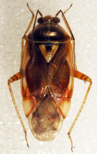 Lygus sp.