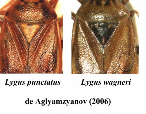 Lygus divers