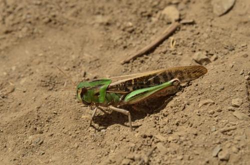 Réf. 174 386 : Locusta migratoria