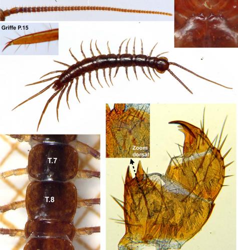 Lithobius macilentus