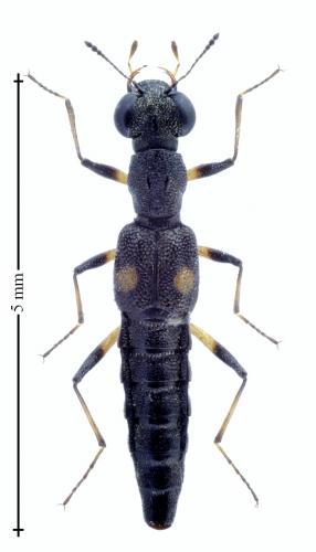 Stenus guttula