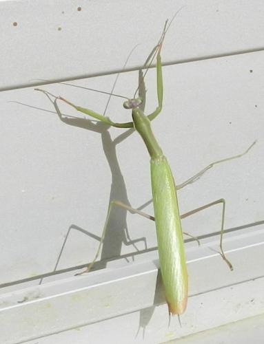 Réf. 174 046 : Mantis religiosa