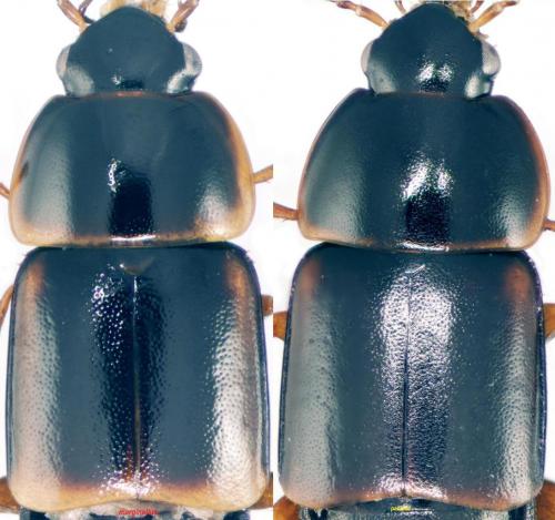 Tachinus divers