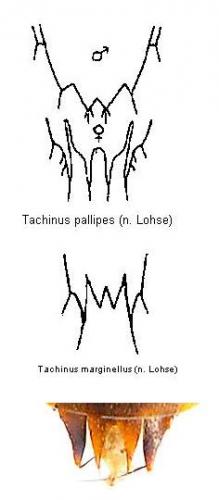 Tachinus divers