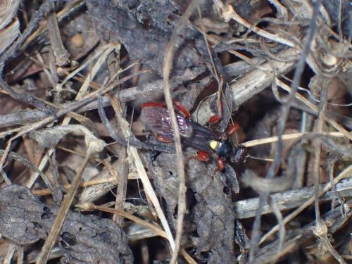 Obtusodonta equitatoria