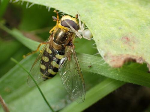 Réf. 174 656 : Eupeodes corollae