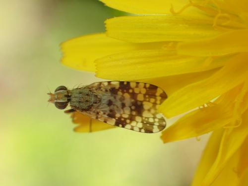 Réf. 174 501 : Dioxyna bidentis