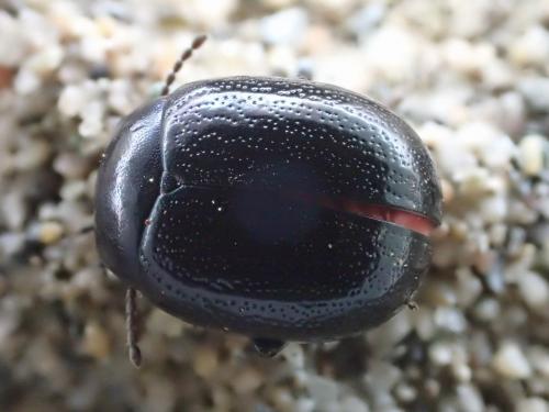 Réf. 174 715 : Chrysolina haemoptera