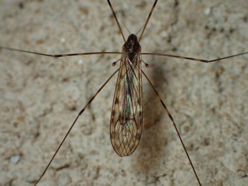 Réf. 174 326 : Limonia nubeculosa