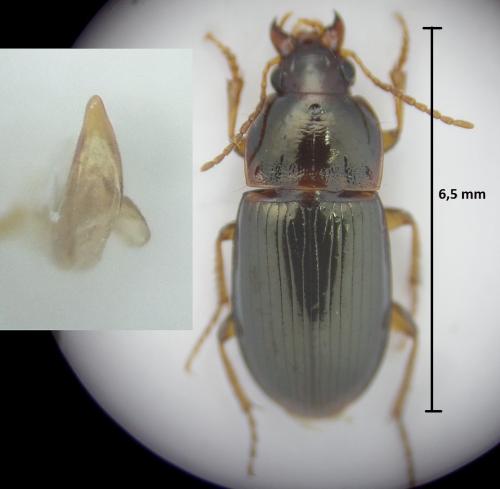 Amara bifrons