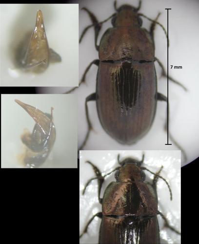 Amara erratica