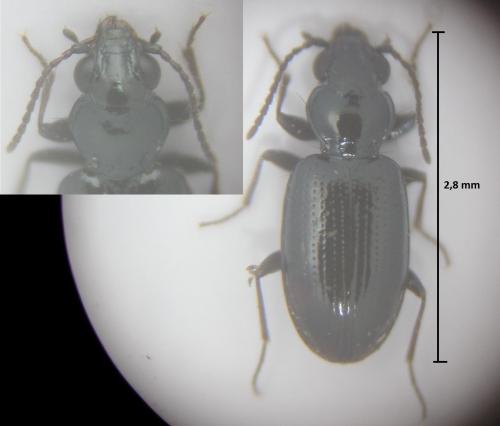 Réf. 174 487 : Bembidion minimum