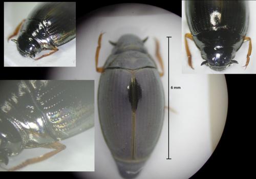 Gyrinus substriatus
