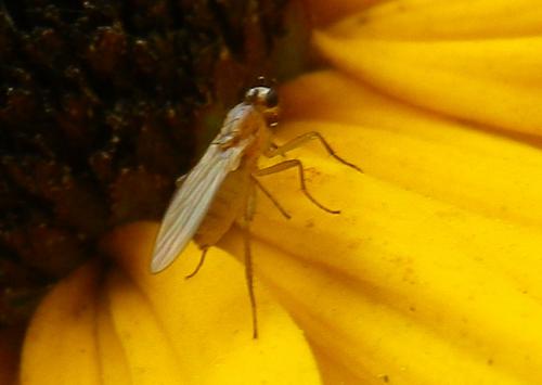 Réf. 174 557 : Lonchoptera lutea