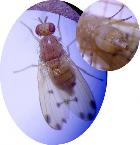 Réf. 174 189 : Meiosimyza decempunctata