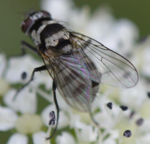 Réf. 174 649 : Limnophora obsignata