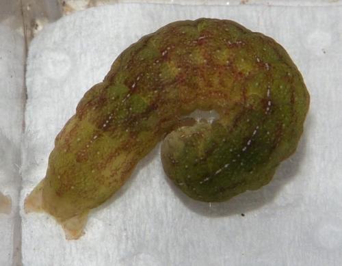 Phlogophora meticulosa